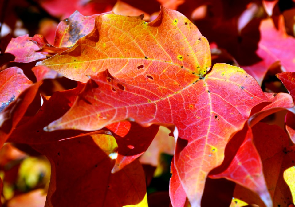 Maple leaf up close
