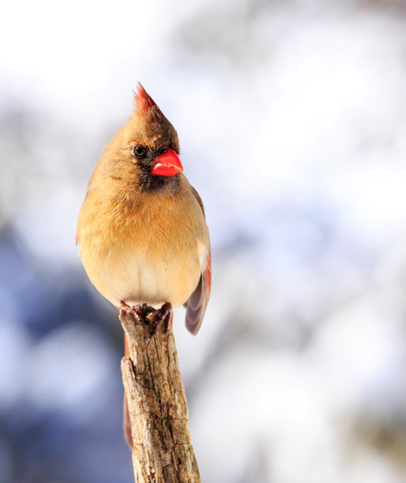 Northern Cardinal photo