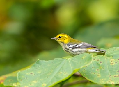 Black-throated Green Warbler