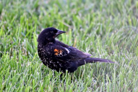 Young red-winged blackbird photo