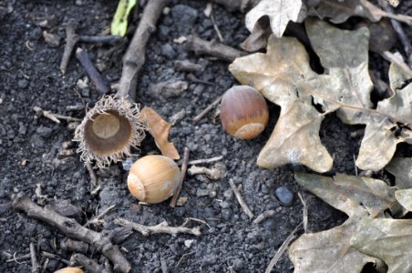 Acorn photo