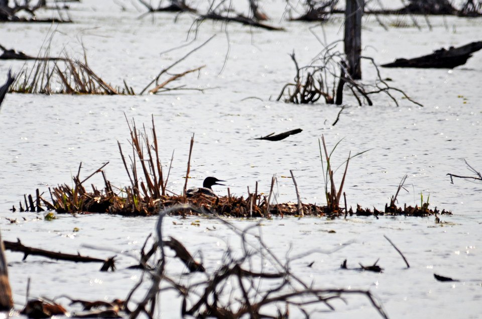 Nesting Common Loon