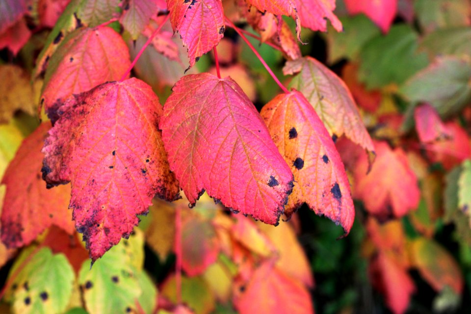 Fall colors