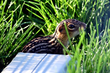 Thirteen-lined Ground Squirrel