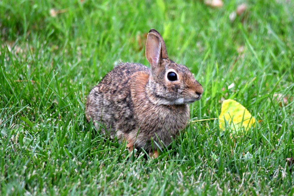 Eastern cottontail