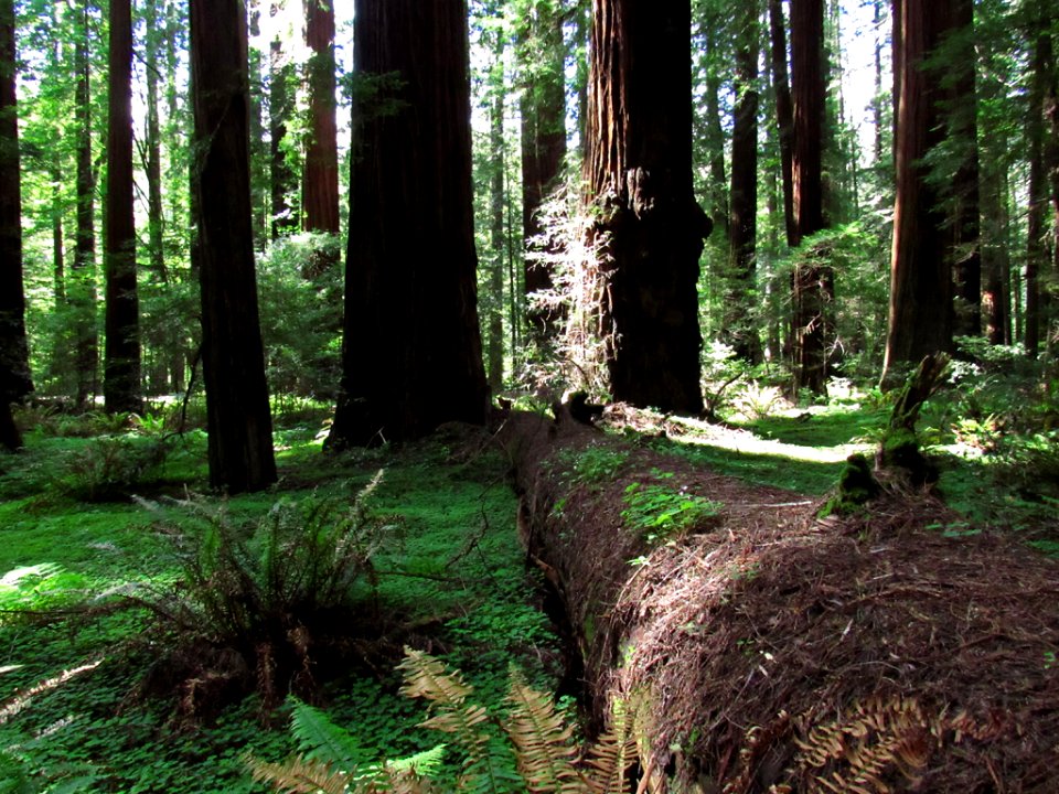 Avenue of the Giants at Redwoods in California