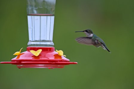 Ruby-throated hummingbird photo