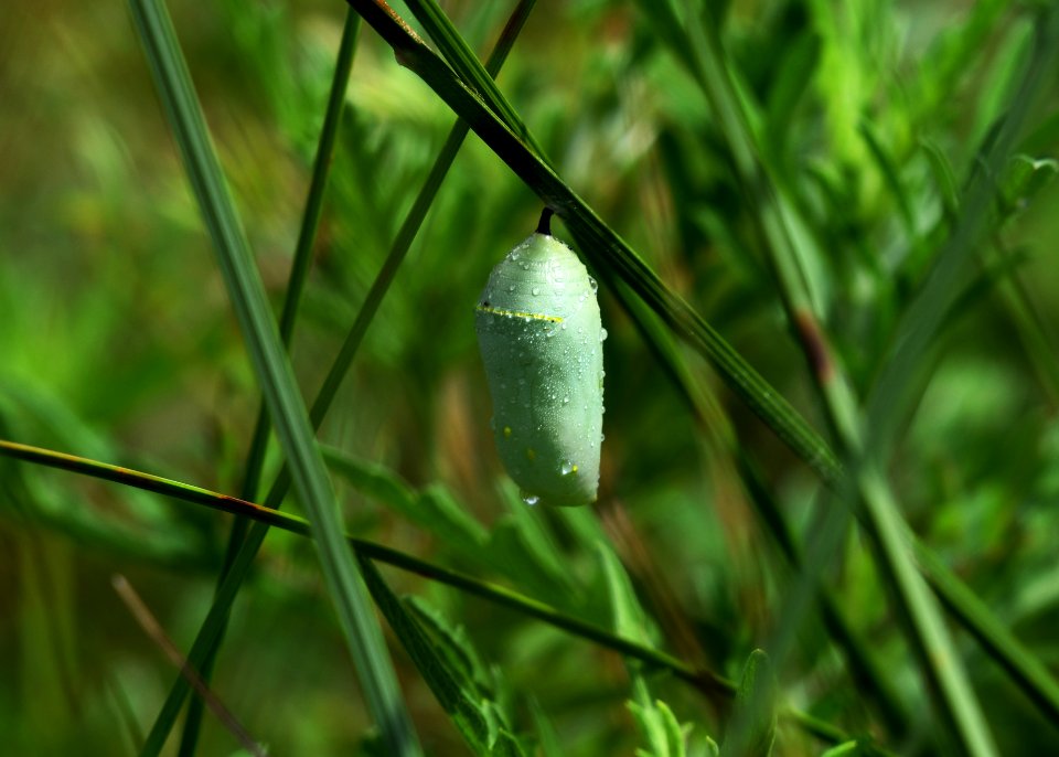 Monarch Chrysalis