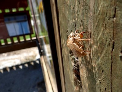 Cicada shed