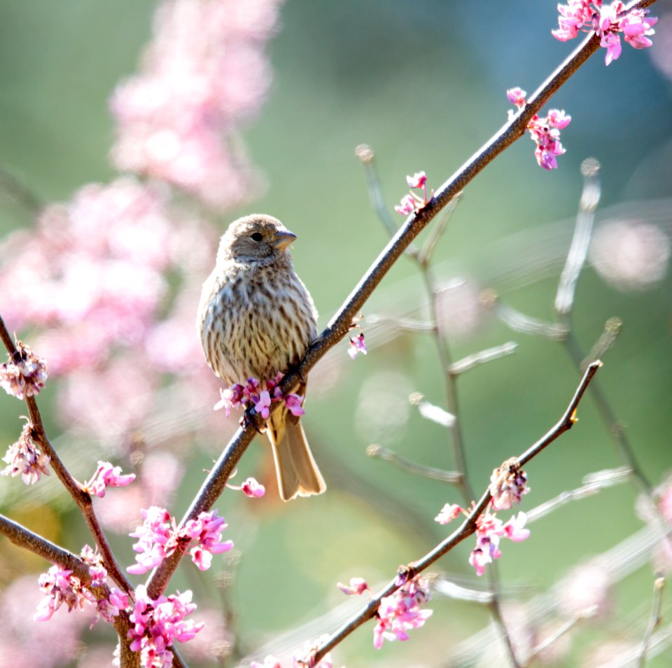 House Finch (female)
