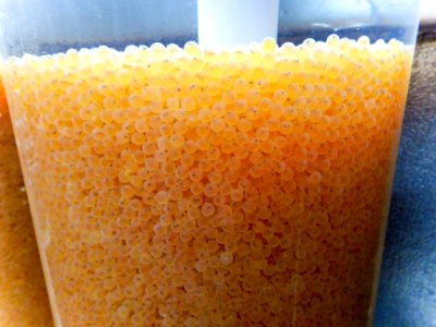 Lake trout eyed eggs in egg jar