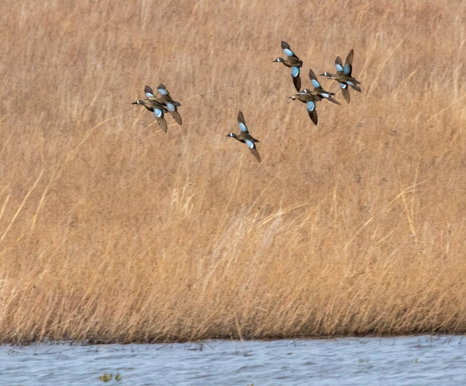 Blue-winged teal in flight