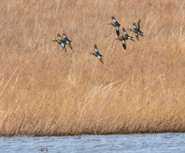 Blue-winged teal in flight