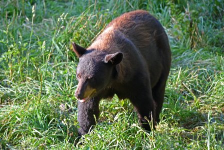 Black Bear