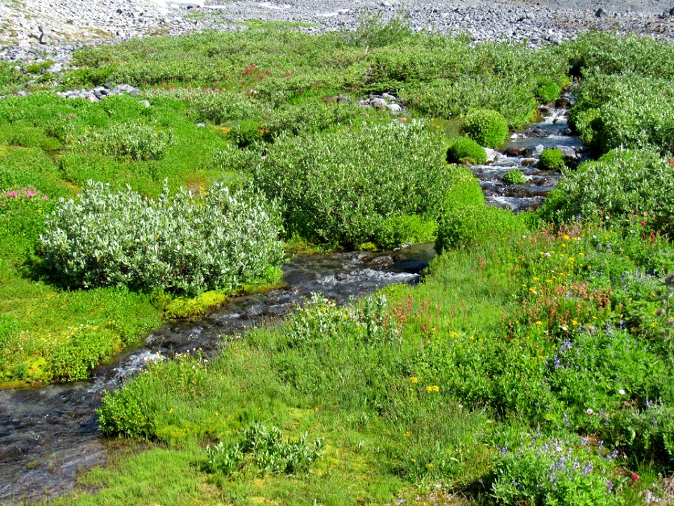 Paradise Skyline Trail at Mt. Rainier NP in WA