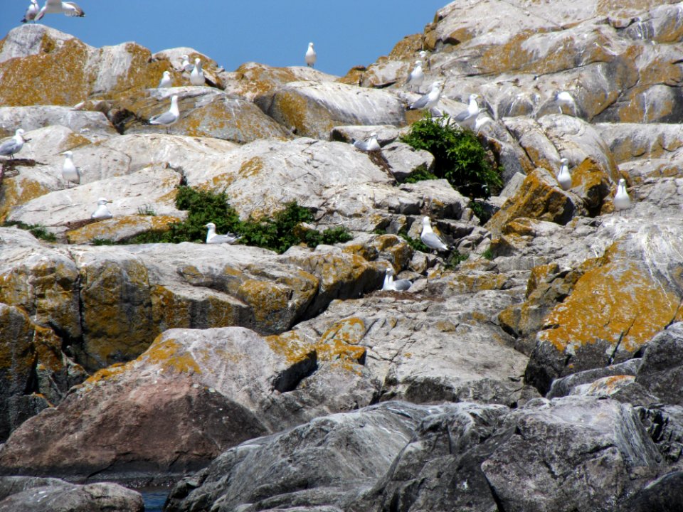 Gull Rock Island with herring gulls