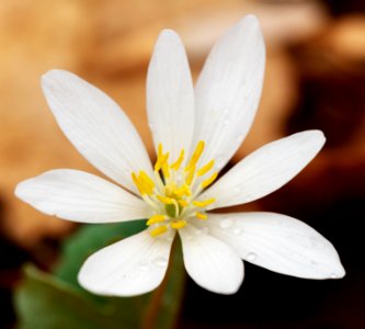 Bloodroot