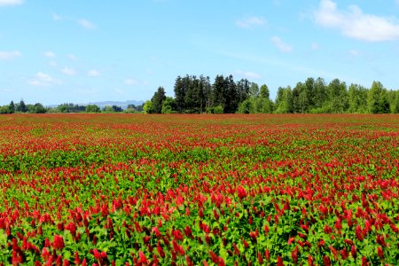 Field of Red Clover in bloom, Oregon photo