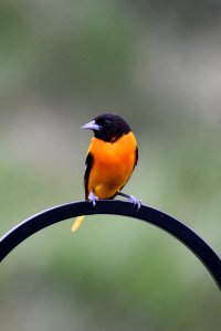 Baltimore oriole photo