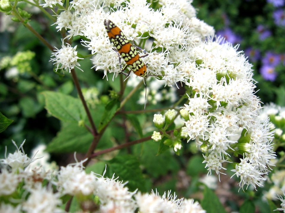 Ailanthus Webworm Moth