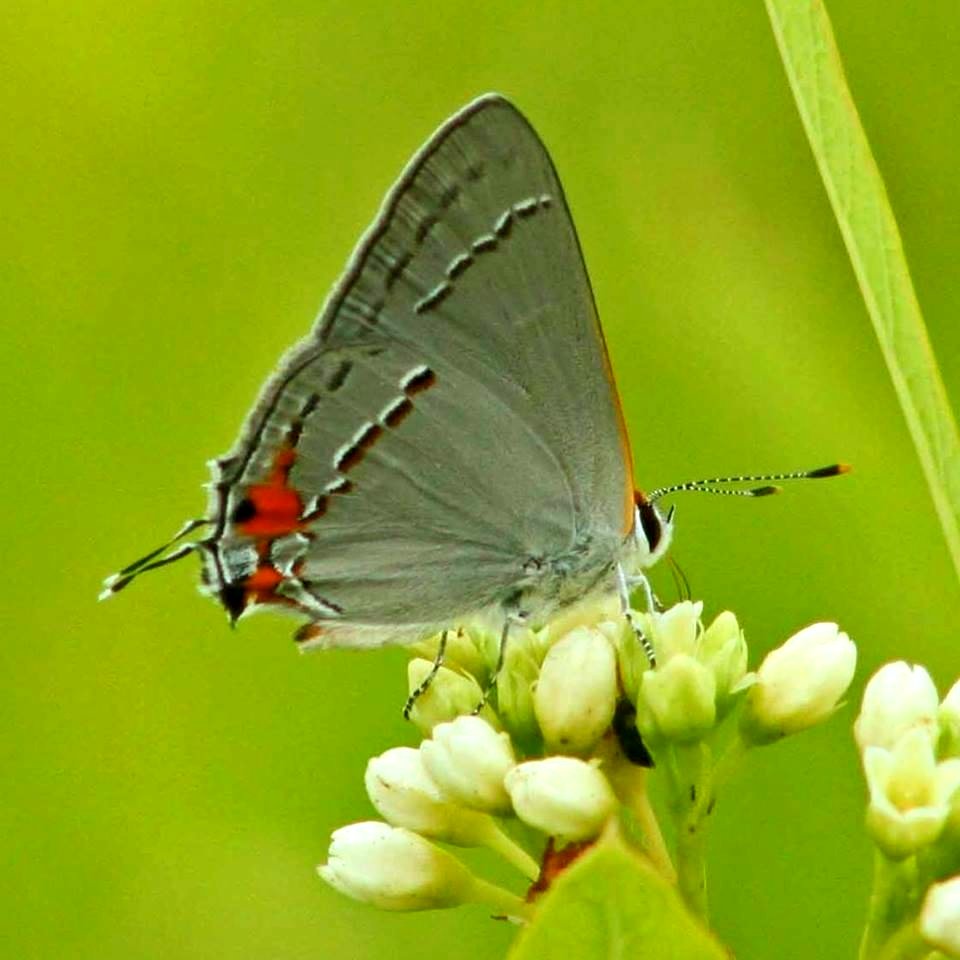Gray Hairstreak Butterfly