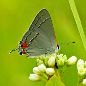 Gray Hairstreak Butterfly photo