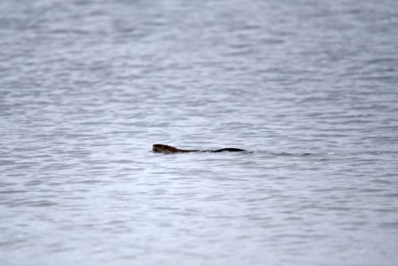 Muskrat swimming photo