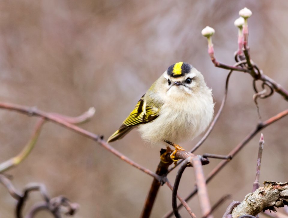 Golden-crowned Kinglet