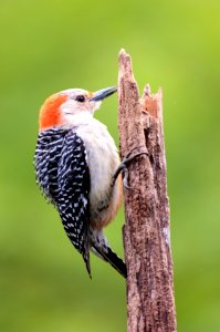 Red-bellied Woodpecker (female) photo