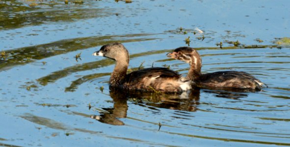 Pied-billed Grebe Adult and Immature at Shiawassee National Wildlife Refuge photo
