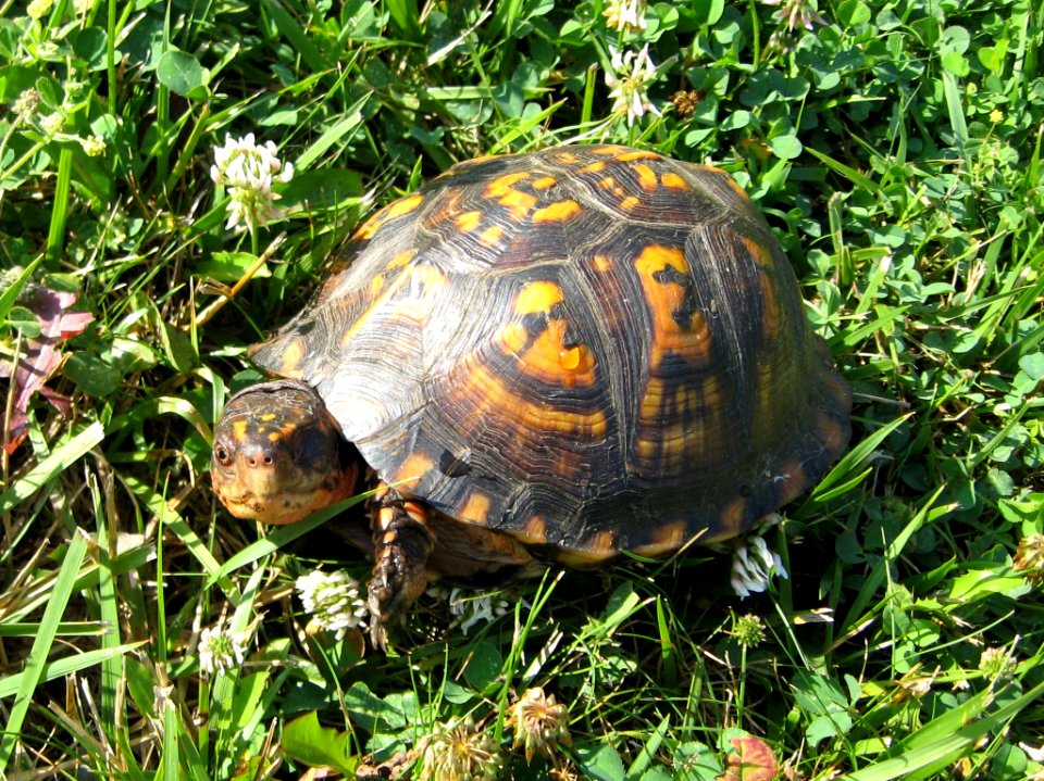 Box Turtle