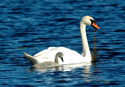Mute swan