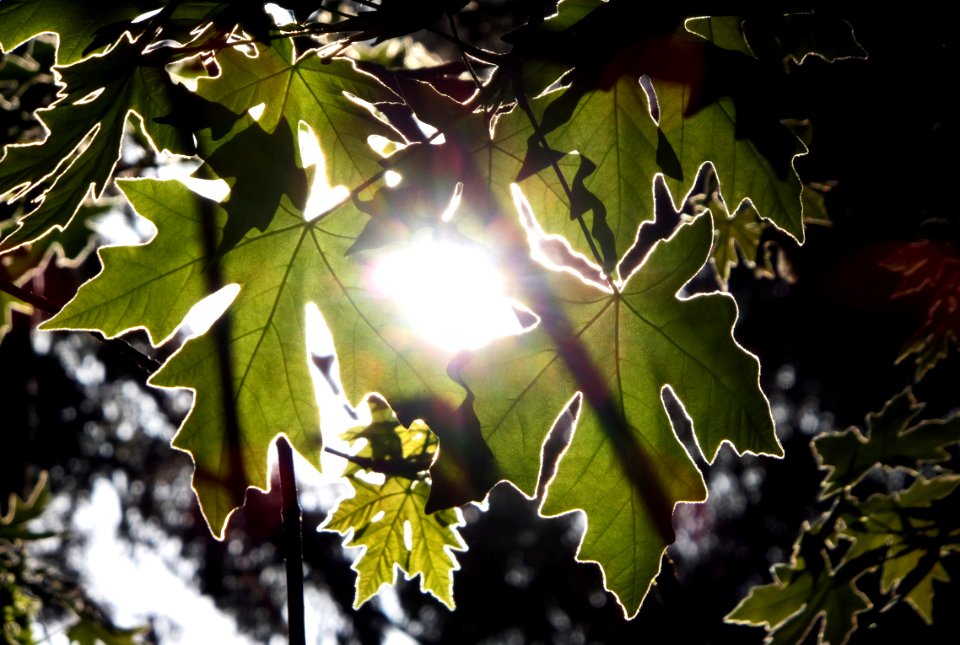 Bigleaf maple, new growth, UC Berkeley campus, 25FEB16
