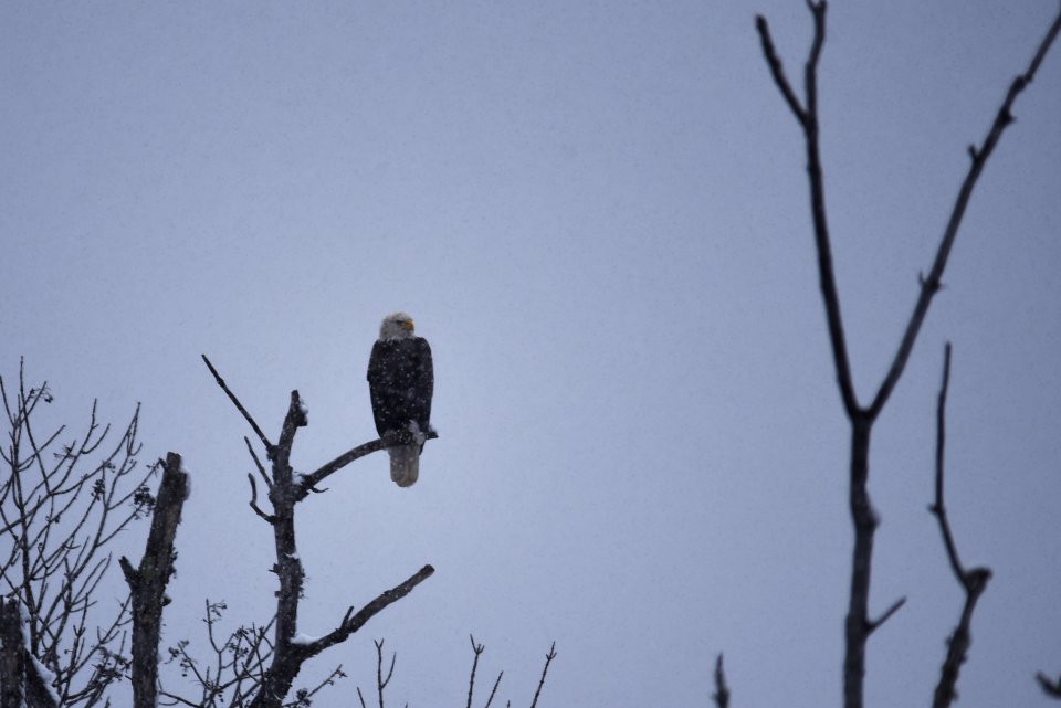 Bald eagle in the snow