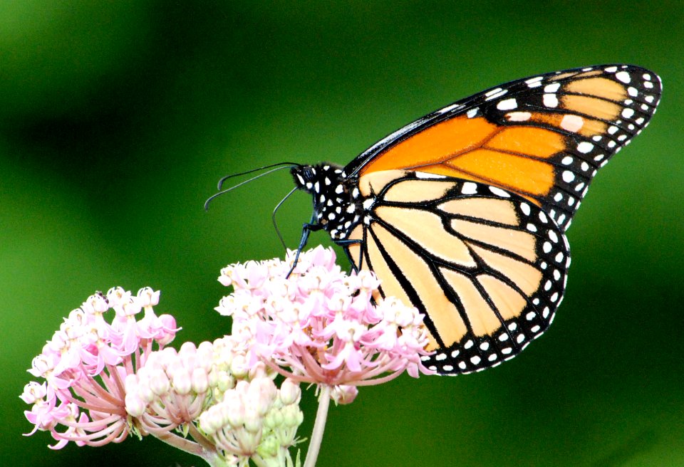Monarch Butterfly on Swamp Milkweed