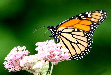 Monarch Butterfly on Swamp Milkweed photo