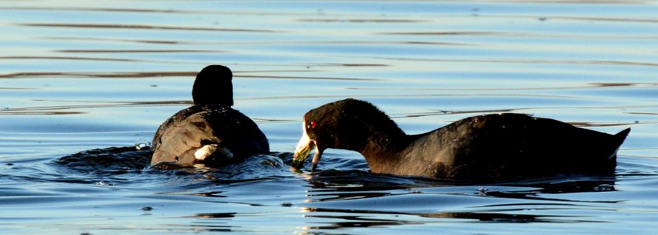 American Coot in Ingham County, MI