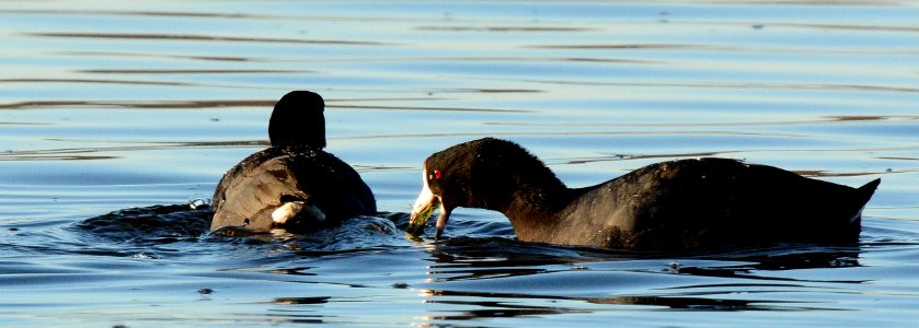American Coot in Ingham County, MI