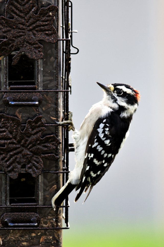 Downy Woodpecker