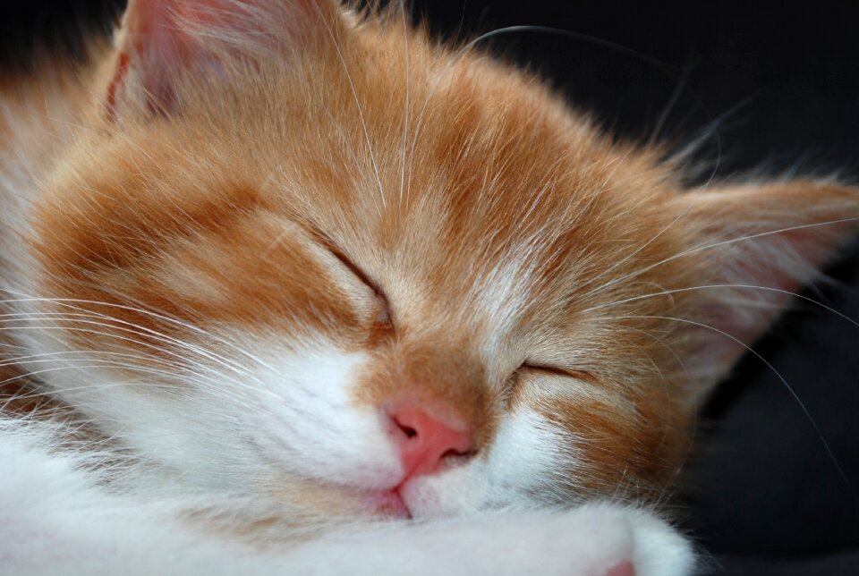 Pet young cat domestic cat