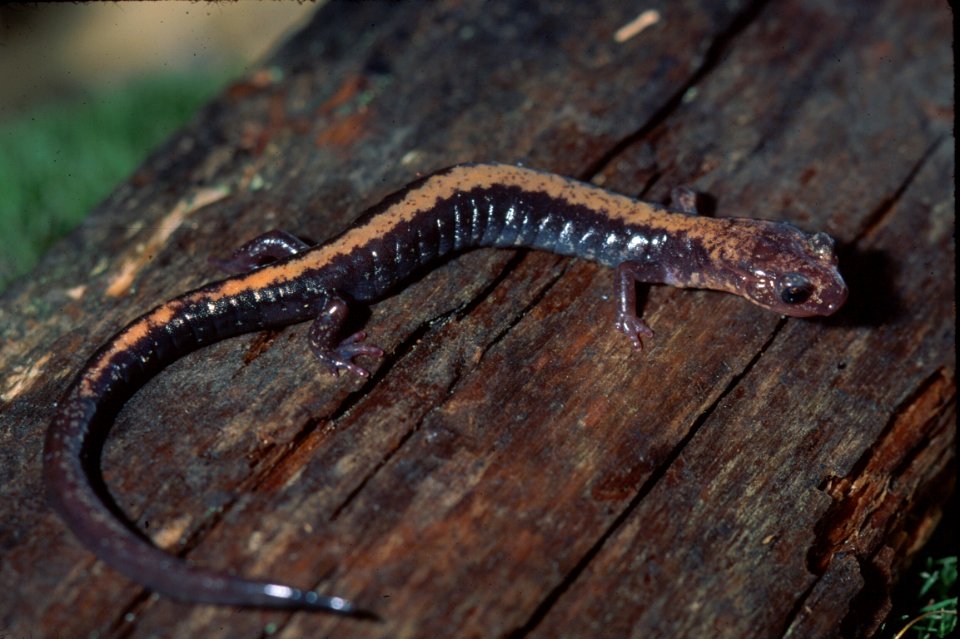 Shenandoah Salamander