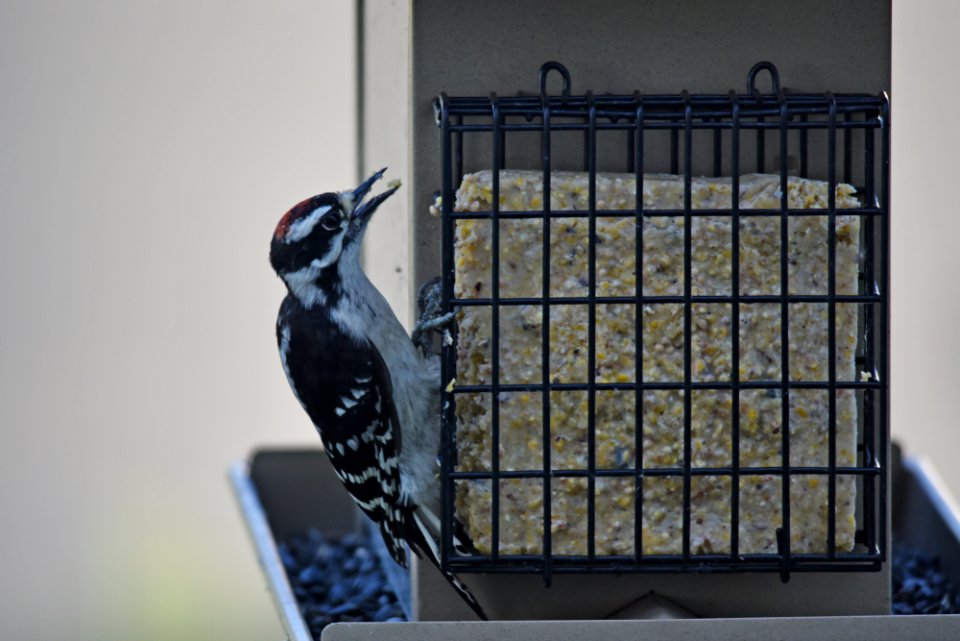 Downy woodpecker photo