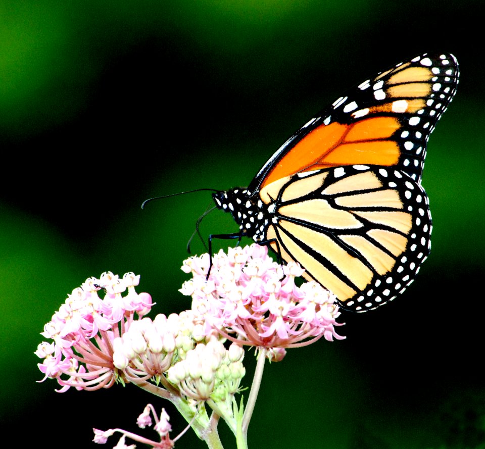Monarch Butterfly on Swamp Milkweed