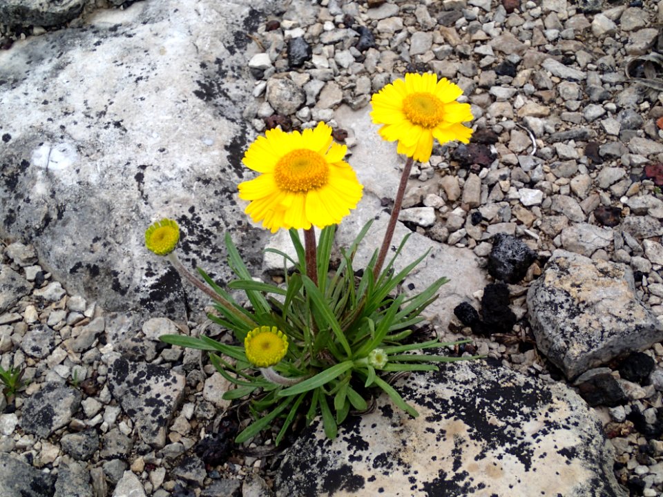 Lakeside daisy