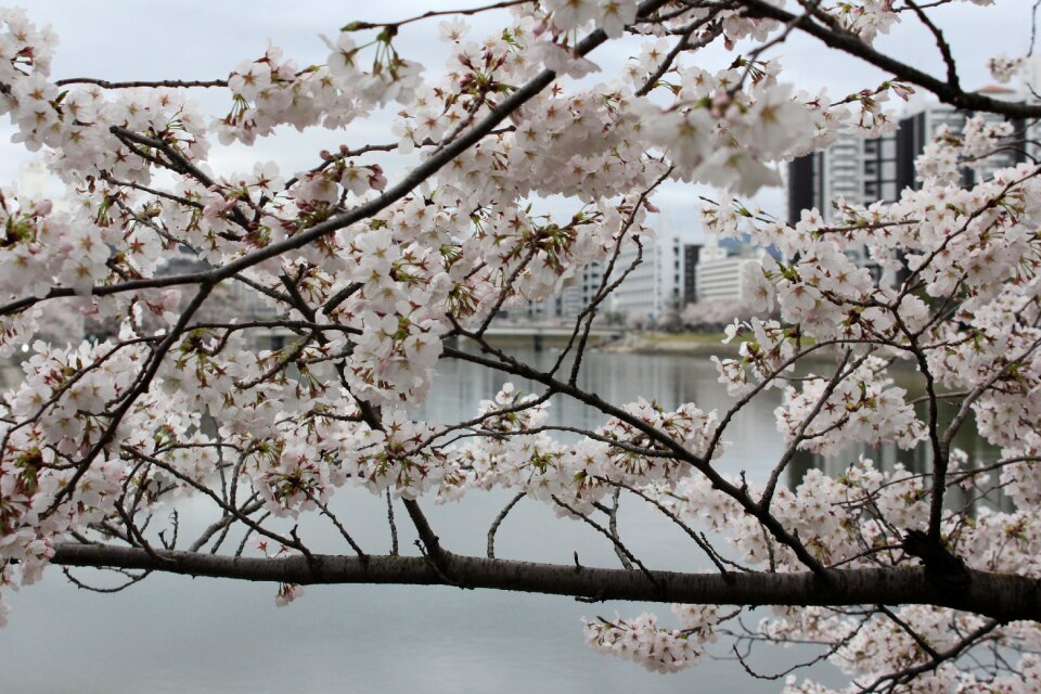 Japan hiroshima beautiful