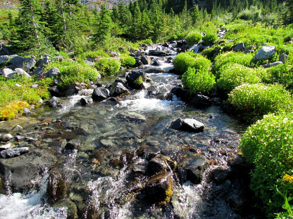 Paradise Skyline Trail at Mt. Rainier NP in WA