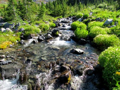 Paradise Skyline Trail at Mt. Rainier NP in WA photo