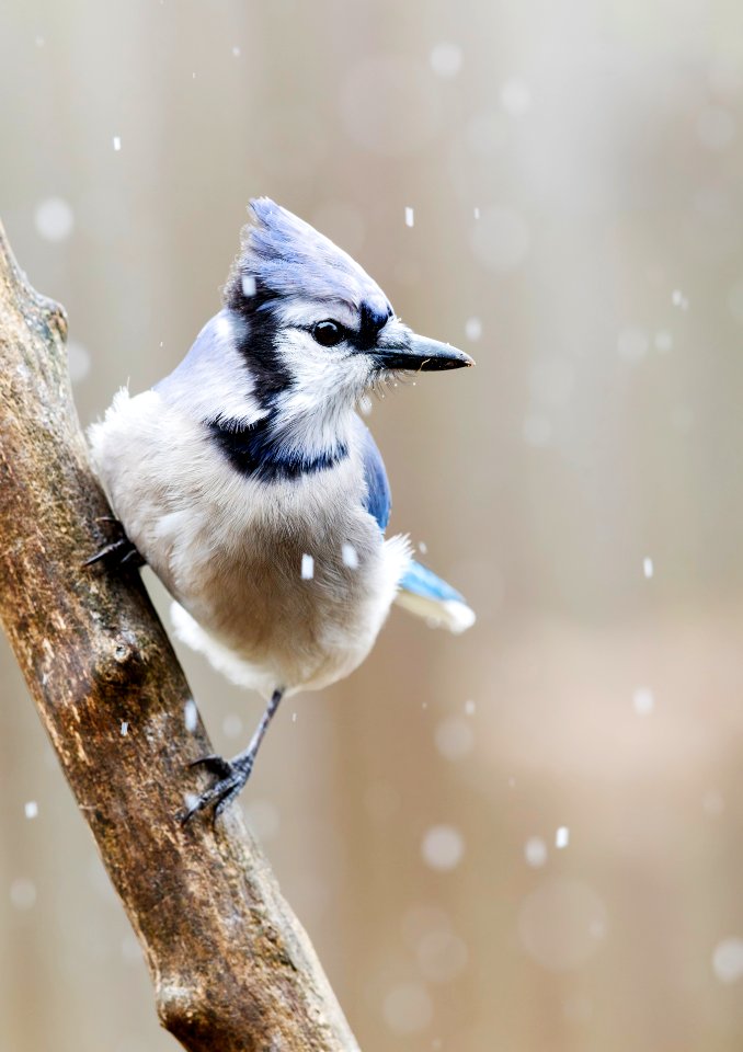 Blue Jay