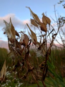 Swamp Milkweed Seeds photo