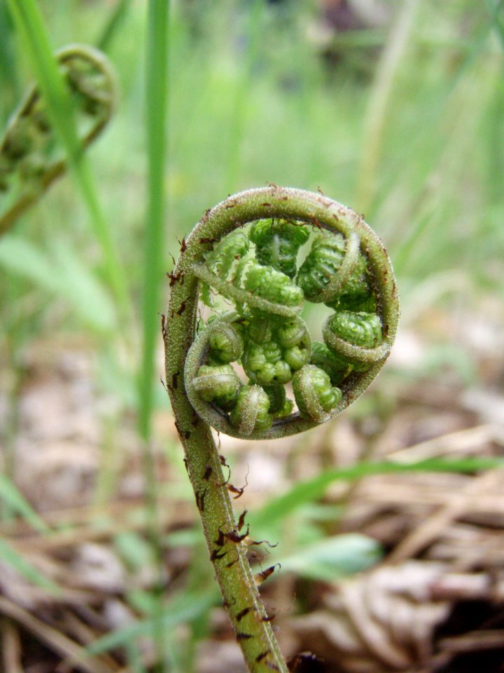 Fiddlehead by Ashley Hitt